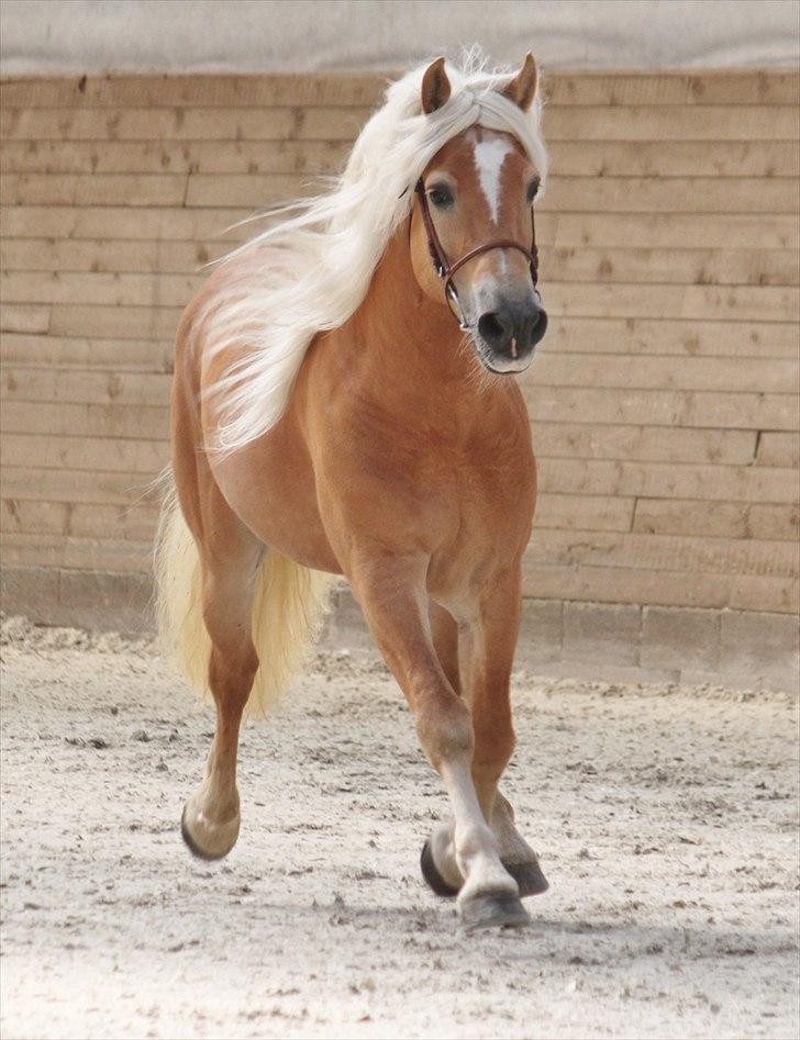 Haflinger (DTH) kåring 2011 - Avlshingsten Liz. Winterling billede 16
