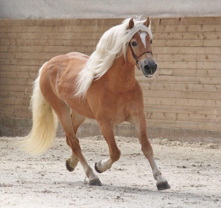 Haflinger (DTH) kåring 2011 - Avlshingsten Liz. Winterling billede 17