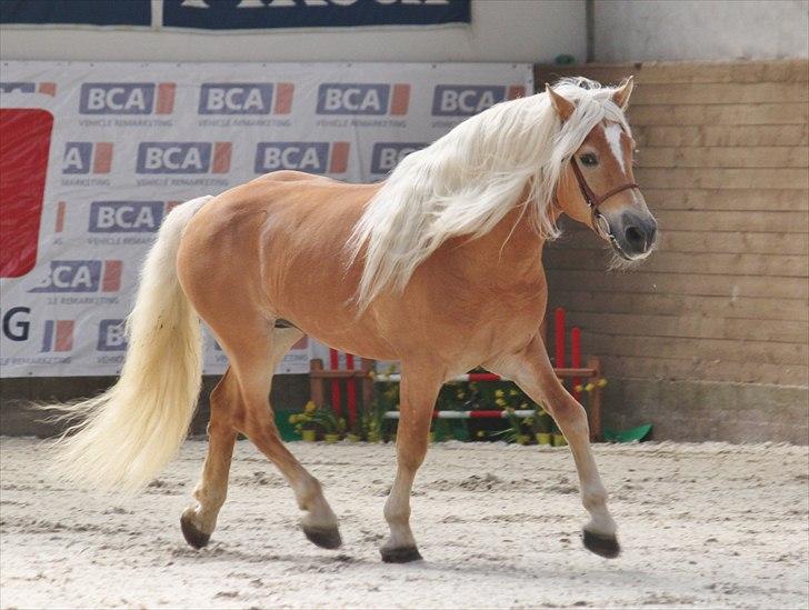 Haflinger (DTH) kåring 2011 - Avlshingsten Liz. Winterling billede 18