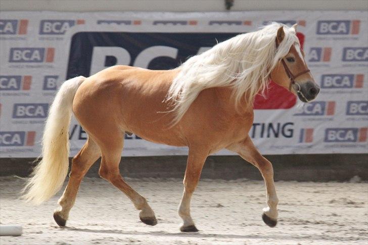 Haflinger (DTH) kåring 2011 - Avlshingsten Liz. Winterling billede 19