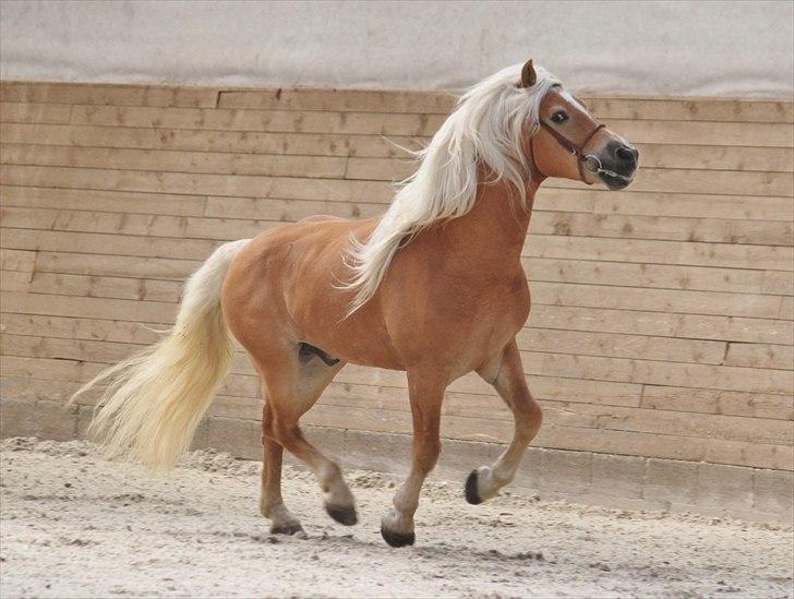 Haflinger (DTH) kåring 2011 - Avlshingsten Liz. Winterling billede 20