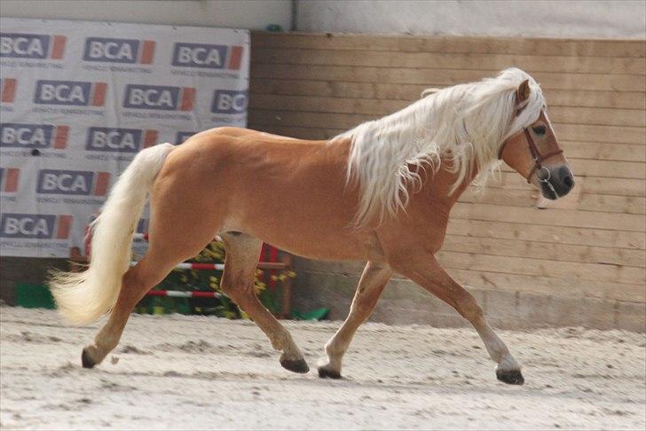 Haflinger (DTH) kåring 2011 - Avlshingsten Liz. Winterling billede 21