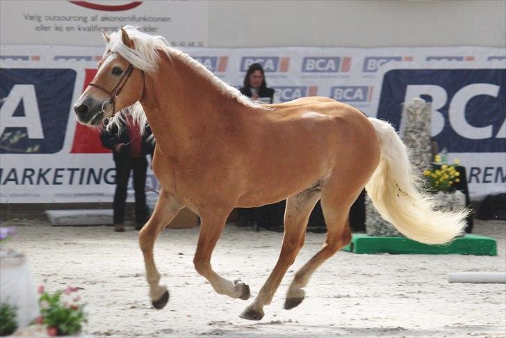 Haflinger (DTH) kåring 2011 - Avlshingsten Liz. Winterling billede 22