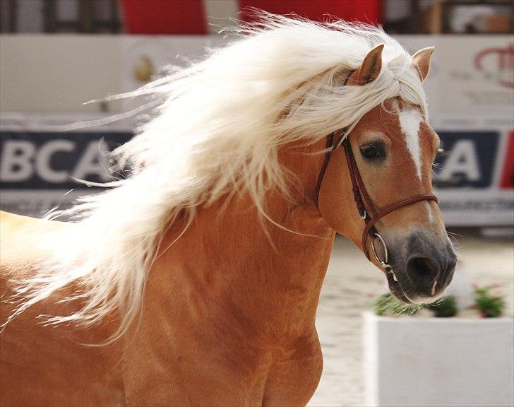 Haflinger (DTH) kåring 2011 - Avlshingsten Liz. Winterling billede 23