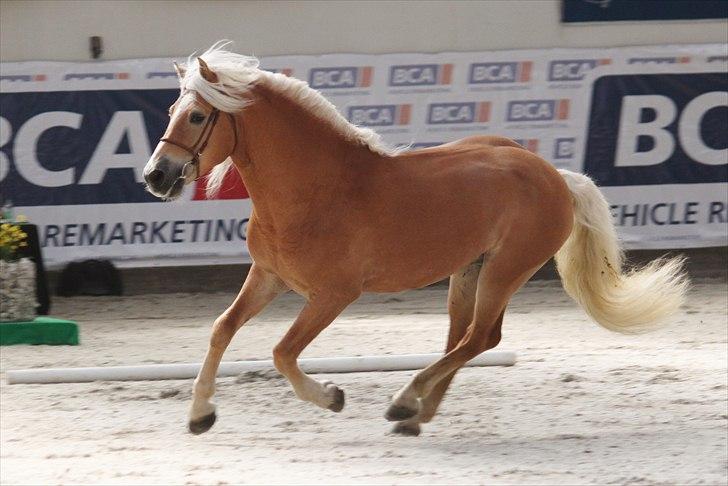 Haflinger (DTH) kåring 2011 - Avlshingsten Liz. Winterling billede 24