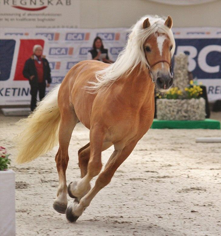 Haflinger (DTH) kåring 2011 - Avlshingsten Liz. Winterling billede 25