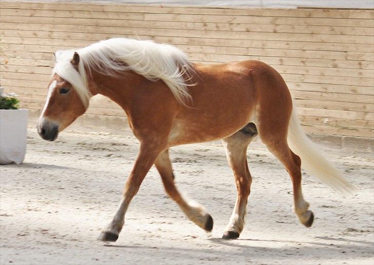 Haflinger (DTH) kåring 2011 billede 26