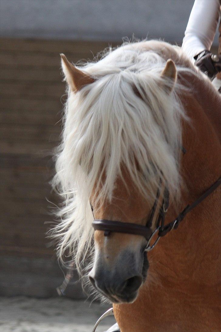 Haflinger (DTH) kåring 2011 - Avlshingsten Liz. Winterling billede 27