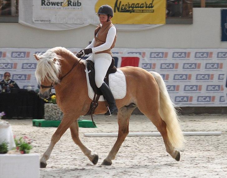 Haflinger (DTH) kåring 2011 - Avlshingsten Liz. Winterling billede 28