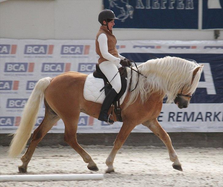 Haflinger (DTH) kåring 2011 - Avlshingsten Liz. Winterling billede 29