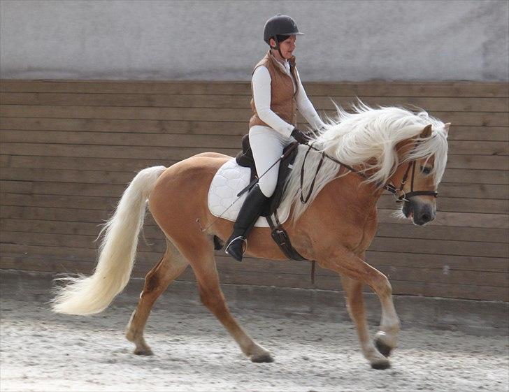 Haflinger (DTH) kåring 2011 - Avlshingsten Liz. Winterling billede 30