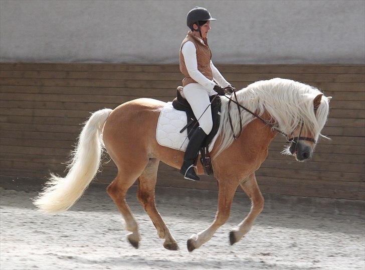 Haflinger (DTH) kåring 2011 - Avlshingsten Liz. Winterling billede 31