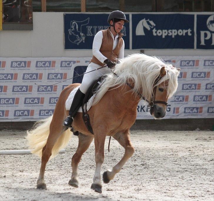 Haflinger (DTH) kåring 2011 - Avlshingsten Liz. Winterling billede 32