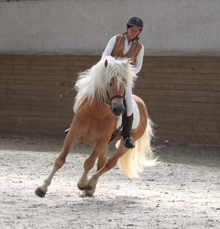 Haflinger (DTH) kåring 2011 - Avlshingsten Liz. Winterling billede 33