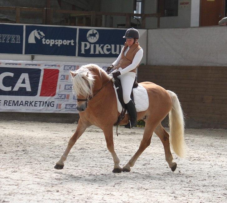 Haflinger (DTH) kåring 2011 - Avlshingsten Liz. Winterling billede 35