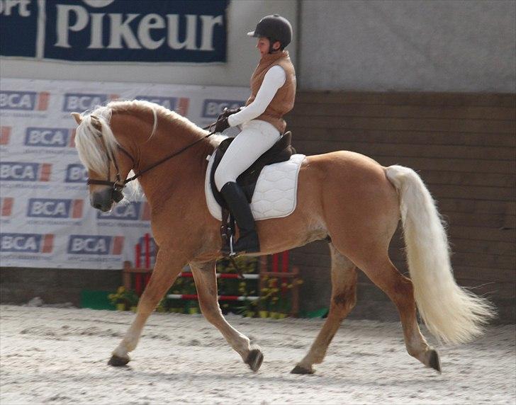 Haflinger (DTH) kåring 2011 - Avlshingsten Liz. Winterling billede 36