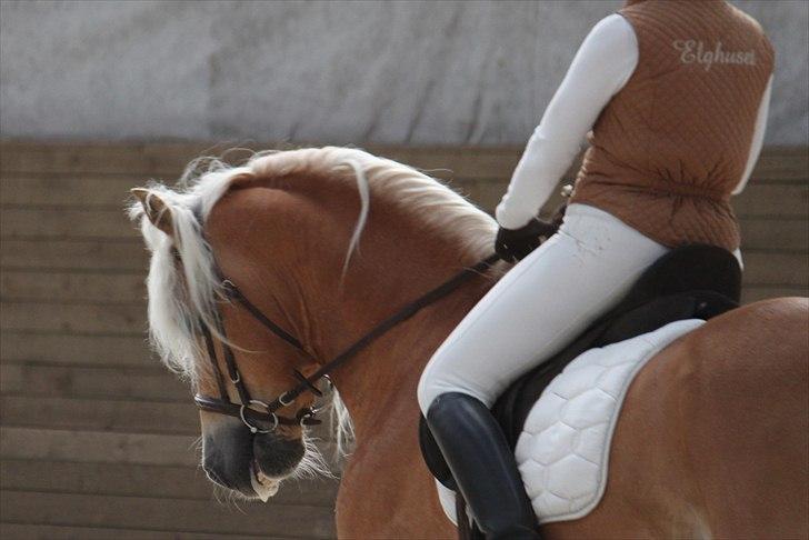 Haflinger (DTH) kåring 2011 - Avlshingsten Liz. Winterling billede 37