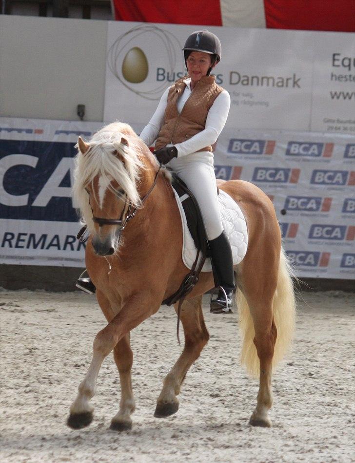 Haflinger (DTH) kåring 2011 - Avlshingsten Liz. Winterling billede 38