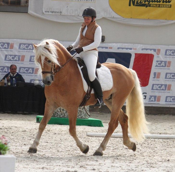 Haflinger (DTH) kåring 2011 - Avlshingsten Liz. Winterling billede 39