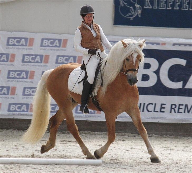 Haflinger (DTH) kåring 2011 - Avlshingsten Liz. Winterling billede 40