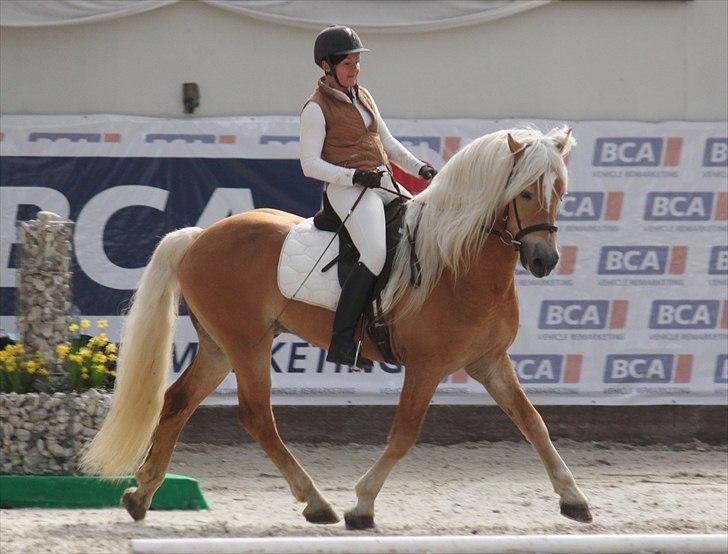 Haflinger (DTH) kåring 2011 - Avlshingsten Liz. Winterling billede 41