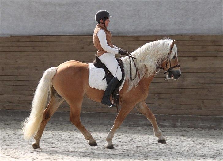 Haflinger (DTH) kåring 2011 - Avlshingsten Liz. Winterling billede 42