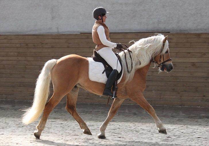 Haflinger (DTH) kåring 2011 - Avlshingsten Liz. Winterling billede 43