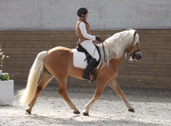 Haflinger (DTH) kåring 2011 - Avlshingsten Liz. Winterling billede 44