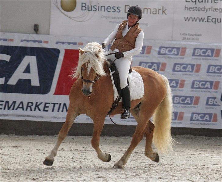 Haflinger (DTH) kåring 2011 - Avlshingsten Liz. Winterling billede 45