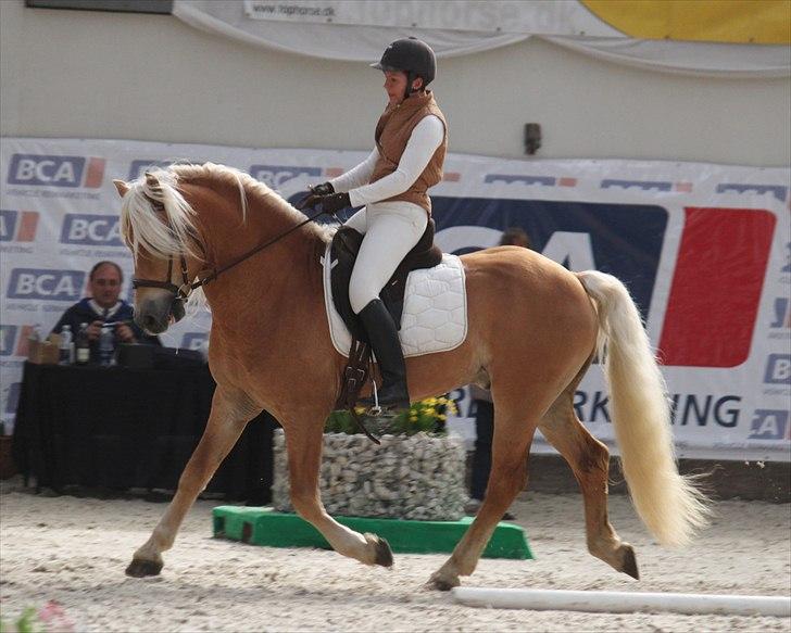 Haflinger (DTH) kåring 2011 - Avlshingsten Liz. Winterling billede 46
