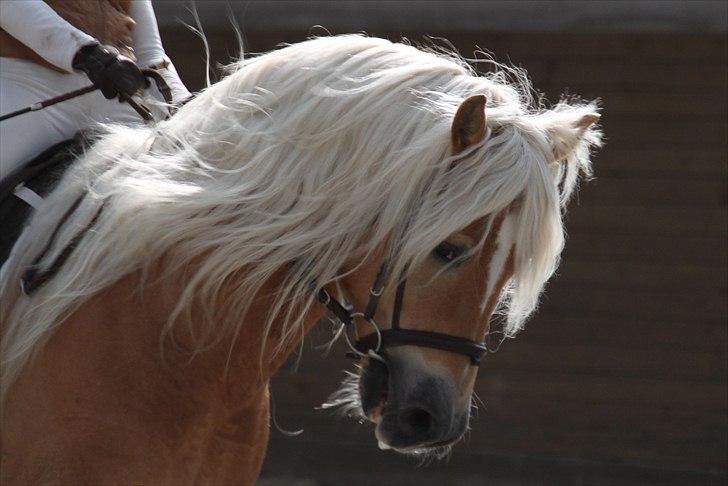 Haflinger (DTH) kåring 2011 - Avlshingsten Liz. Winterling billede 47