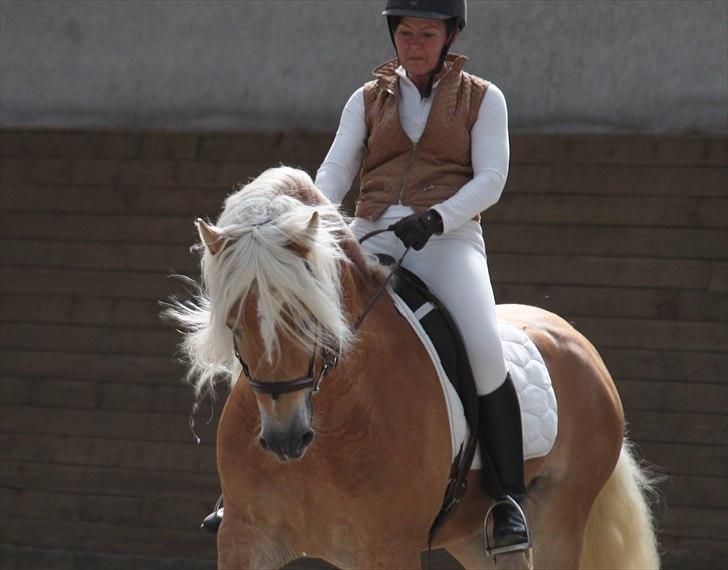 Haflinger (DTH) kåring 2011 - Avlshingsten Liz. Winterling billede 48