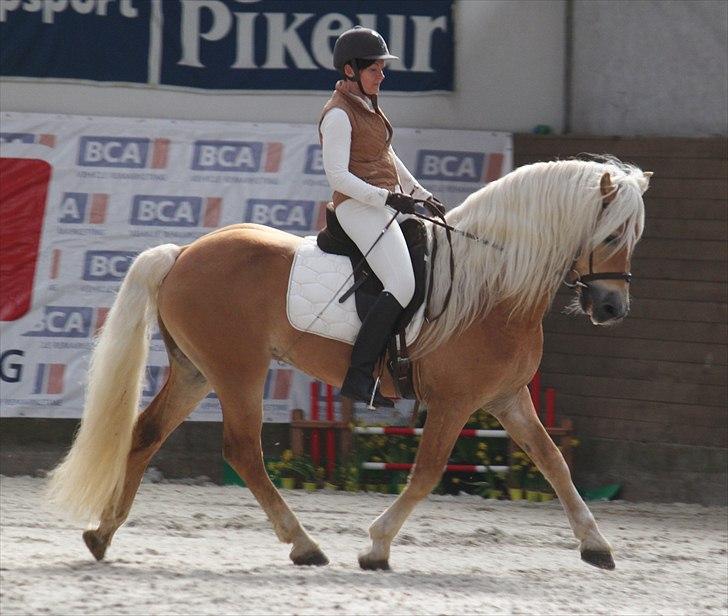 Haflinger (DTH) kåring 2011 - Avlshingsten Liz. Winterling billede 49