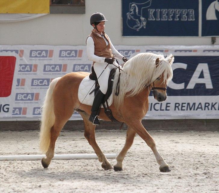 Haflinger (DTH) kåring 2011 - Avlshingsten Liz. Winterling billede 50