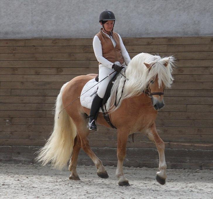 Haflinger (DTH) kåring 2011 - Avlshingsten Liz. Winterling billede 51