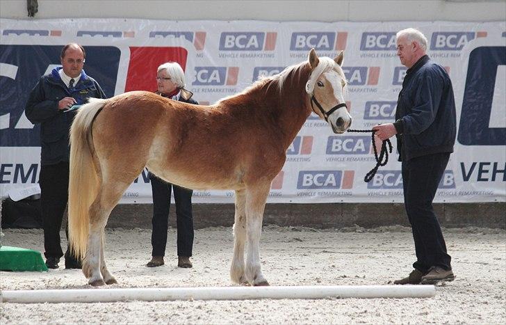 Haflinger (DTH) kåring 2011 - Kat. nr. 98 Sille, 2 års hoppe, 69 p. billede 52
