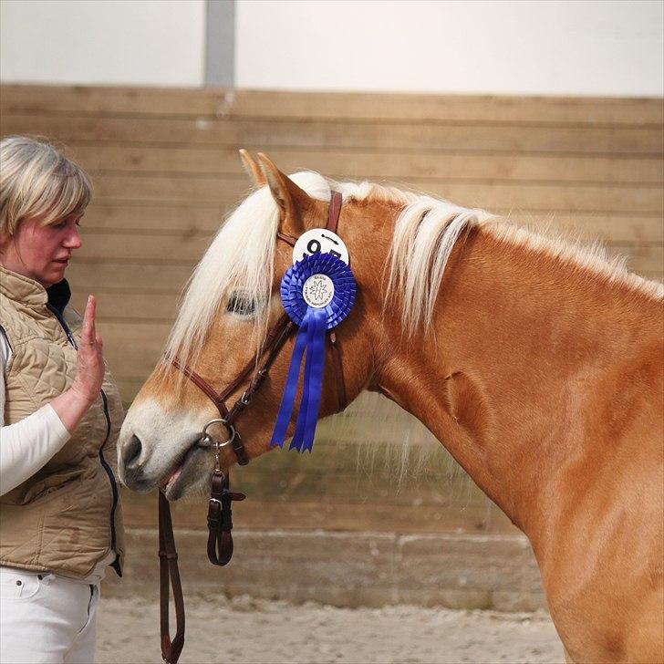 Haflinger (DTH) kåring 2011 - Kat. nr. 95 Fibi, 4 års hoppe, 75 p. billede 53