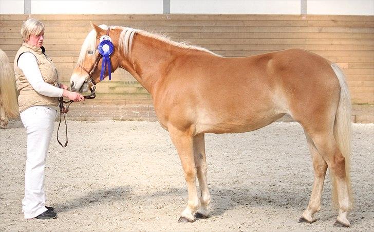 Haflinger (DTH) kåring 2011 - Kat. nr. 95 Fibi, 4 års hoppe, 75 p. billede 54