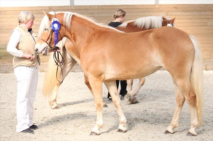 Haflinger (DTH) kåring 2011 - Kat. nr. 95 Fibi, 4 års hoppe, 75 p. billede 55