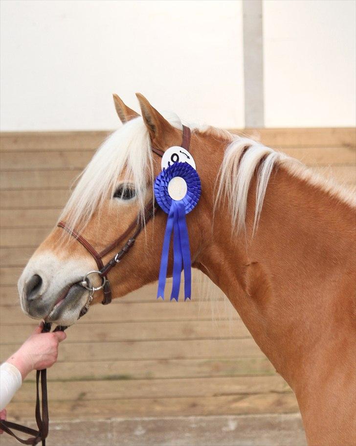 Haflinger (DTH) kåring 2011 - Kat. nr. 95 Fibi, 4 års hoppe, 75 p. billede 56