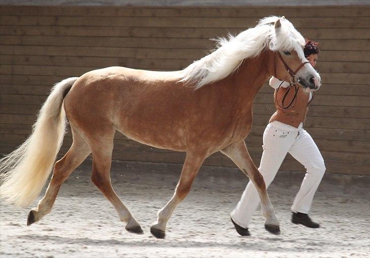 Haflinger (DTH) kåring 2011 - Kat. nr. 97 Sylgia, 7 års hoppe, 74 p.
 billede 58