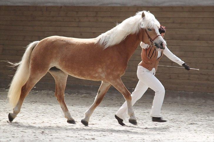 Haflinger (DTH) kåring 2011 - Kat. nr. 97 Sylgia, 7 års hoppe, 74 p.
 billede 59