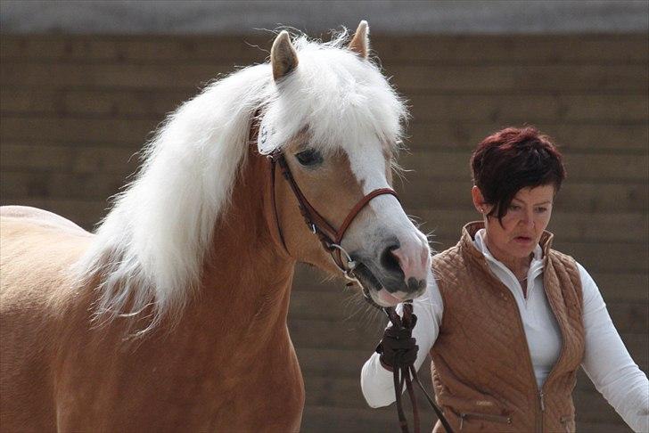 Haflinger (DTH) kåring 2011 - Kat. nr. 97 Sylgia, 7 års hoppe, 74 p.
 billede 60