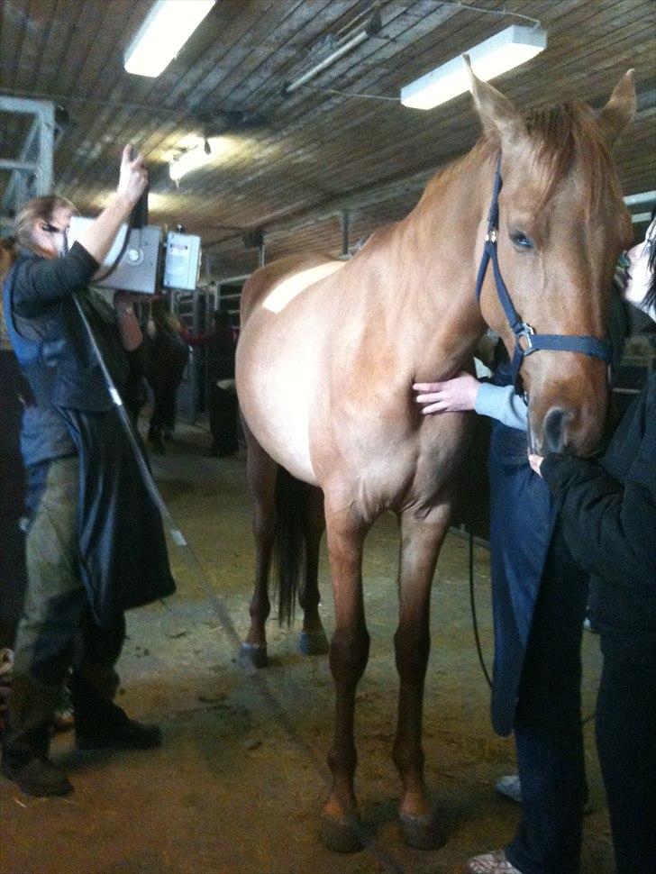 Papaya Til Røngten (: billede 1