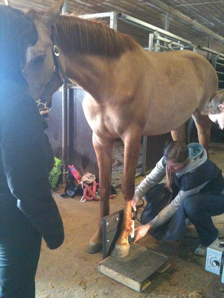 Papaya Til Røngten (: billede 2