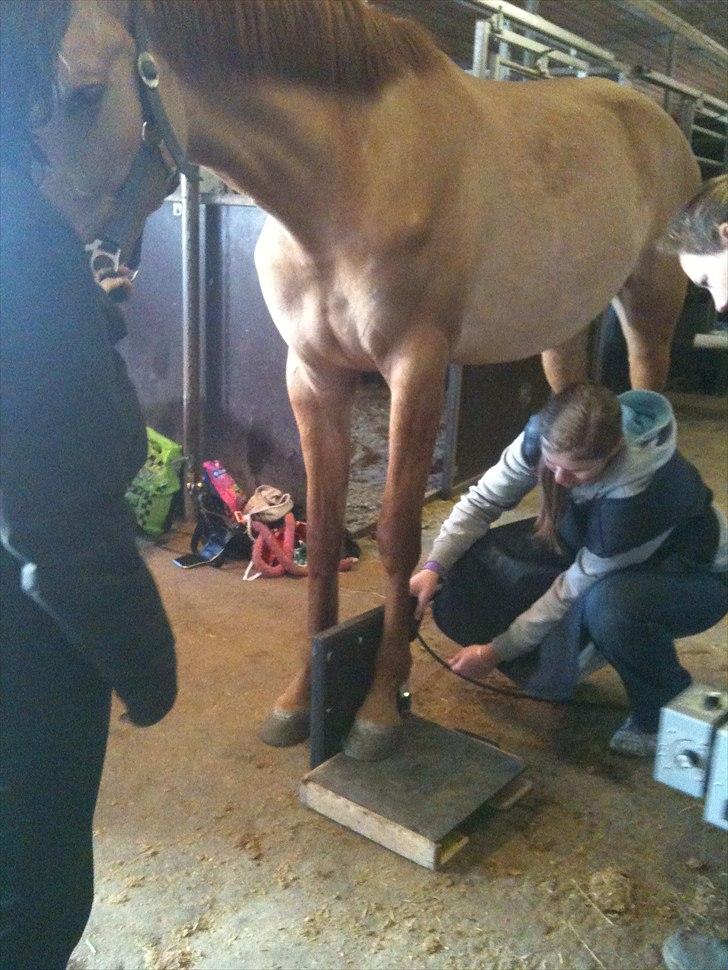 Papaya Til Røngten (: billede 3