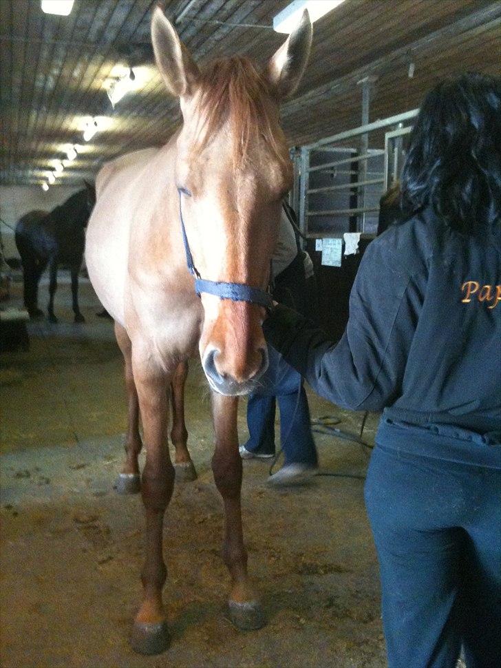 Papaya Til Røngten (: billede 4