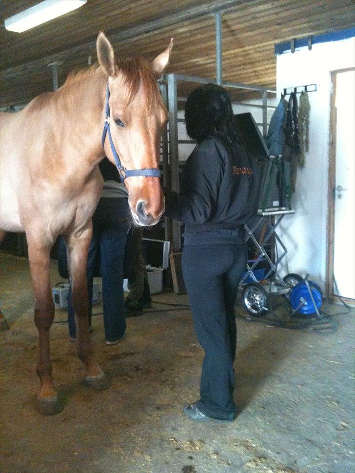 Papaya Til Røngten (: billede 5