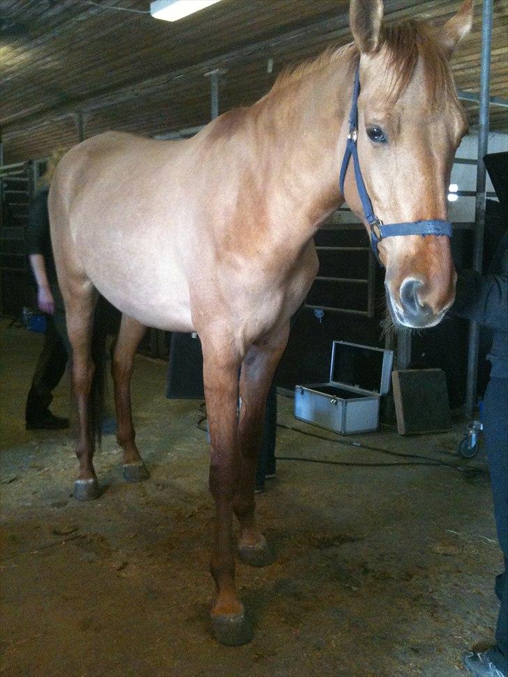 Papaya Til Røngten (: billede 6