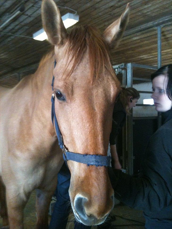 Papaya Til Røngten (: billede 7